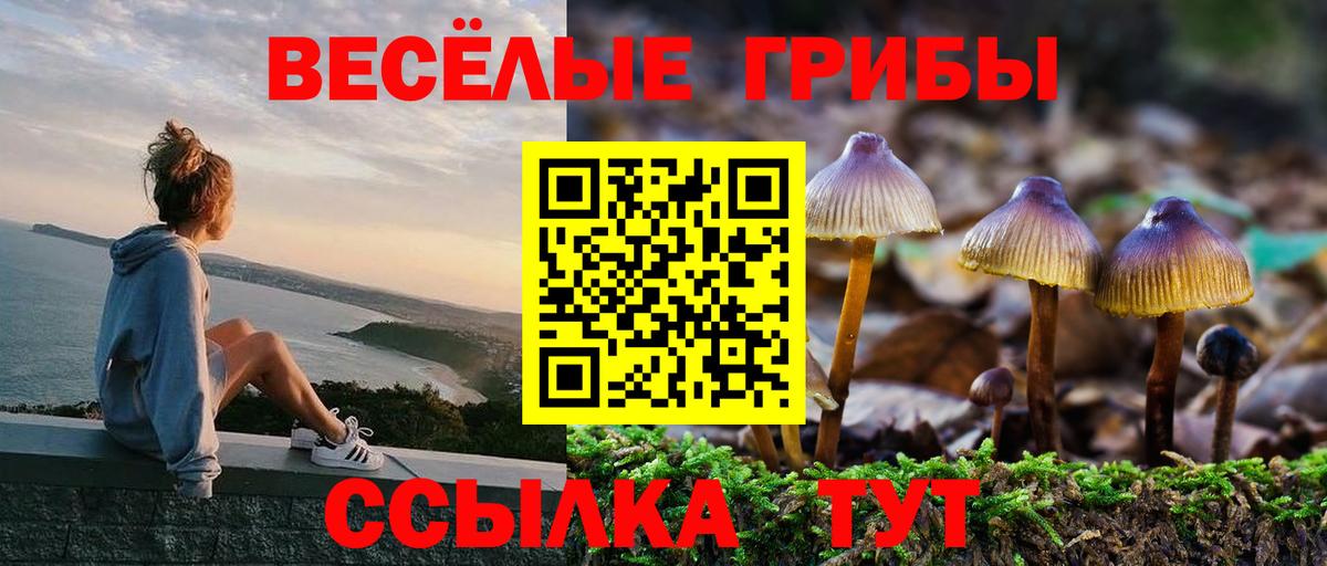 где продают наркотики  Вход с VPN  Сертолово  Галлюциногенные грибы Psilocybe 